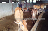 Mangaluru: Police raid illegal slaughterhouse, rescue 12 cows